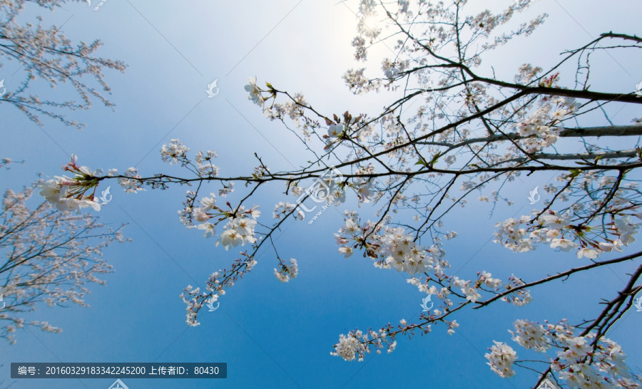 花,樱花