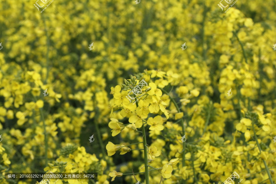 油菜花