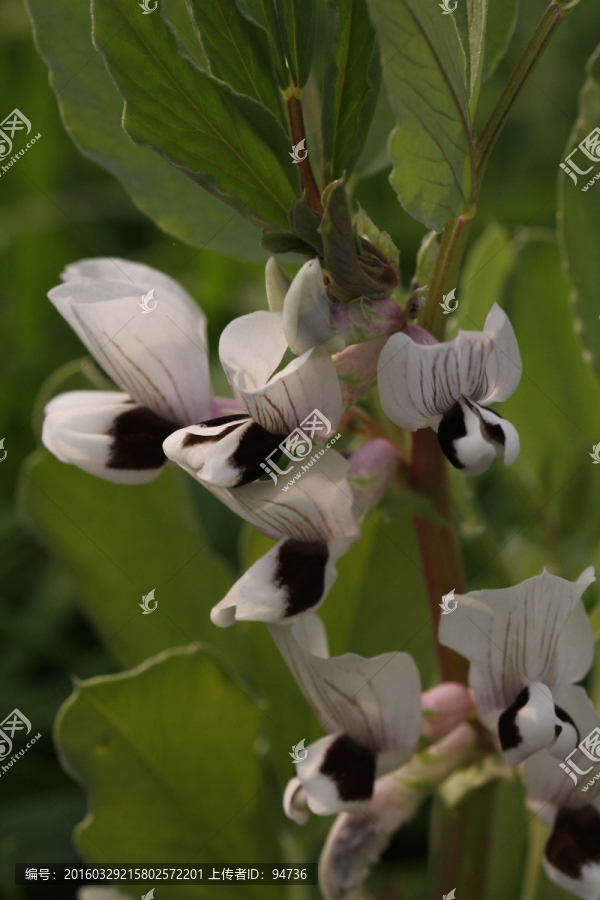 罗汉豆花