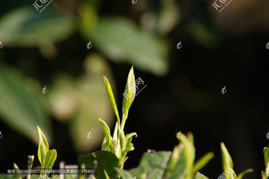 茶芽