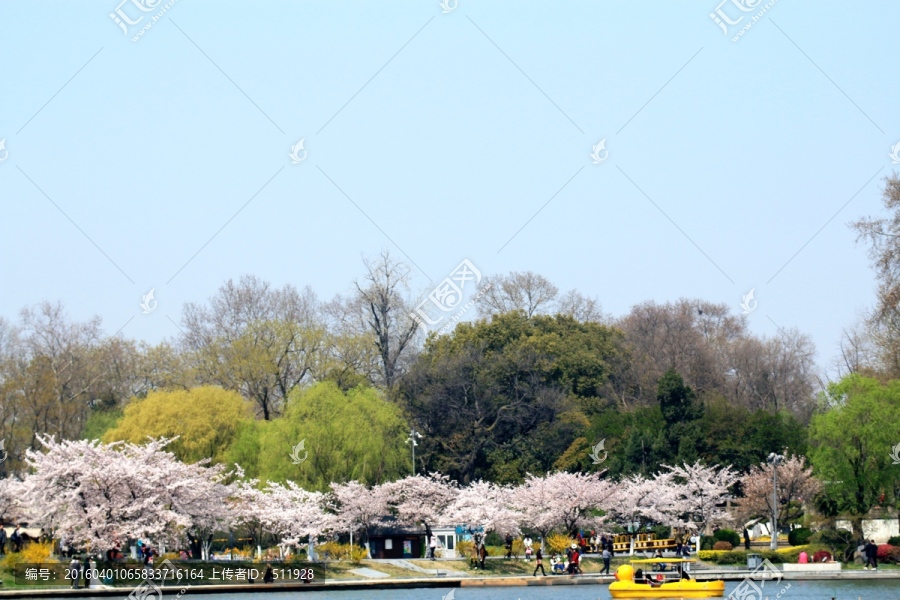 玄武湖樱花