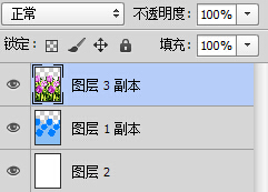 郁金香