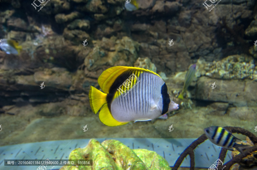 海底世界,熱帶魚