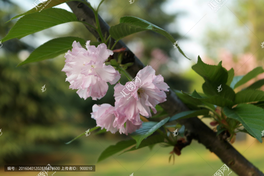 红樱花