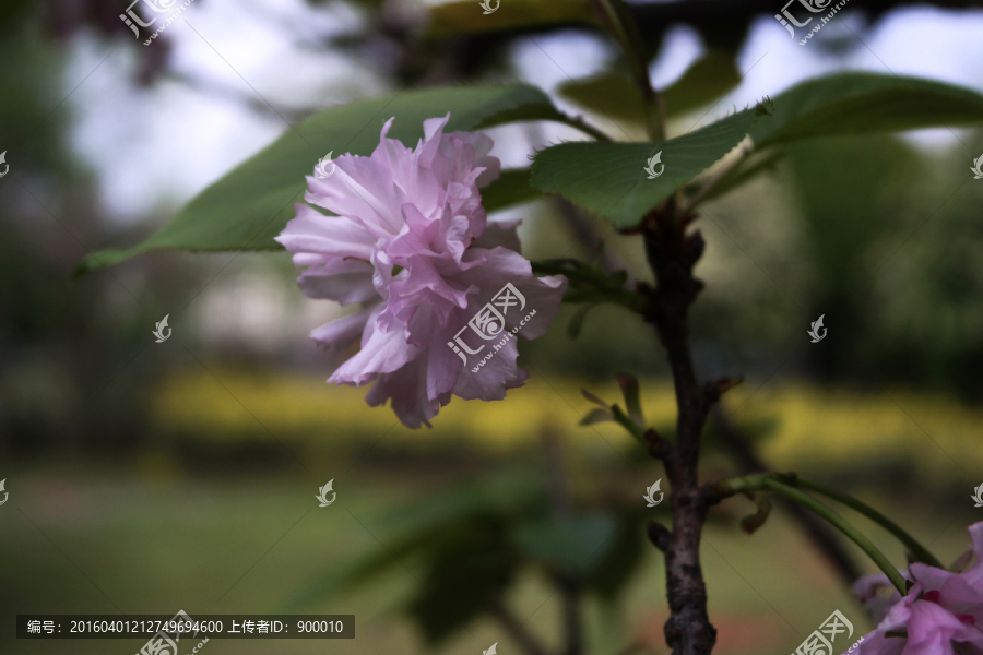 粉樱花