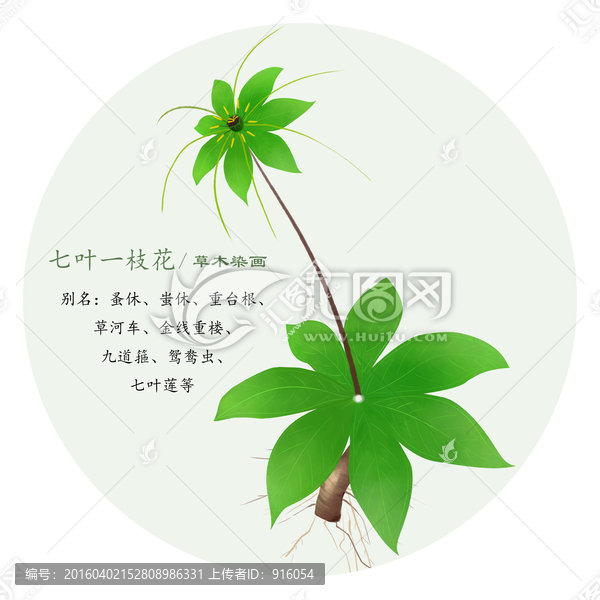 花草图案设计,七叶一枝花