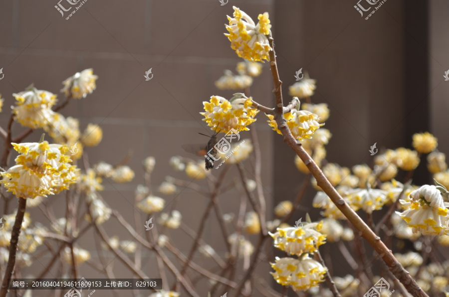 蝶恋花