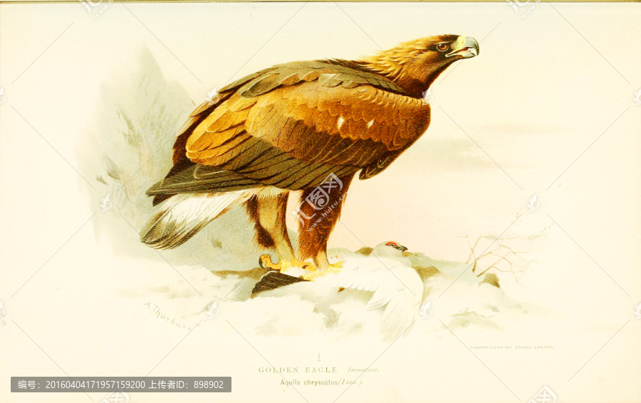 鳥(niǎo)類(lèi)風(fēng)景油畫(huà)