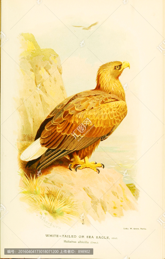 鳥(niǎo)類風(fēng)景油畫(huà)