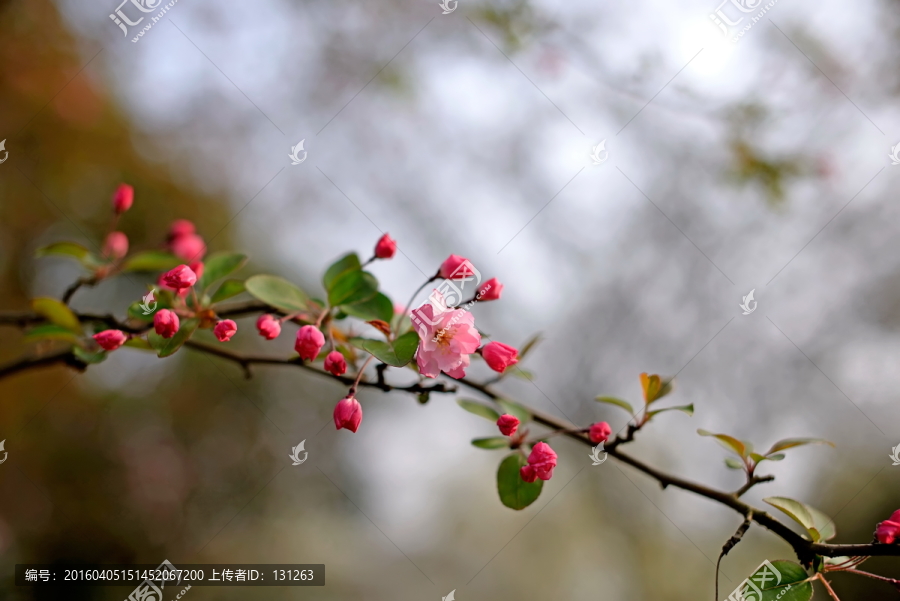 垂丝海棠花一枝