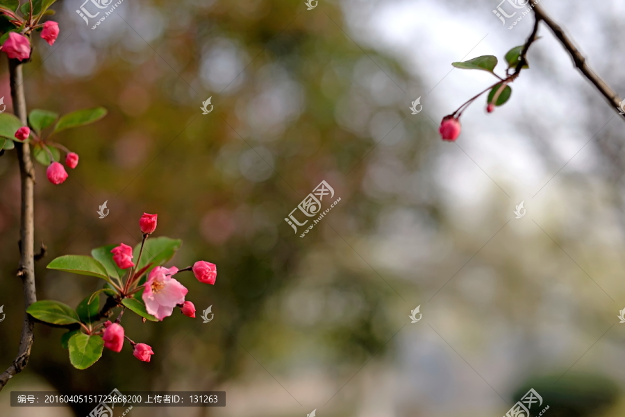 垂丝海棠花近景特写