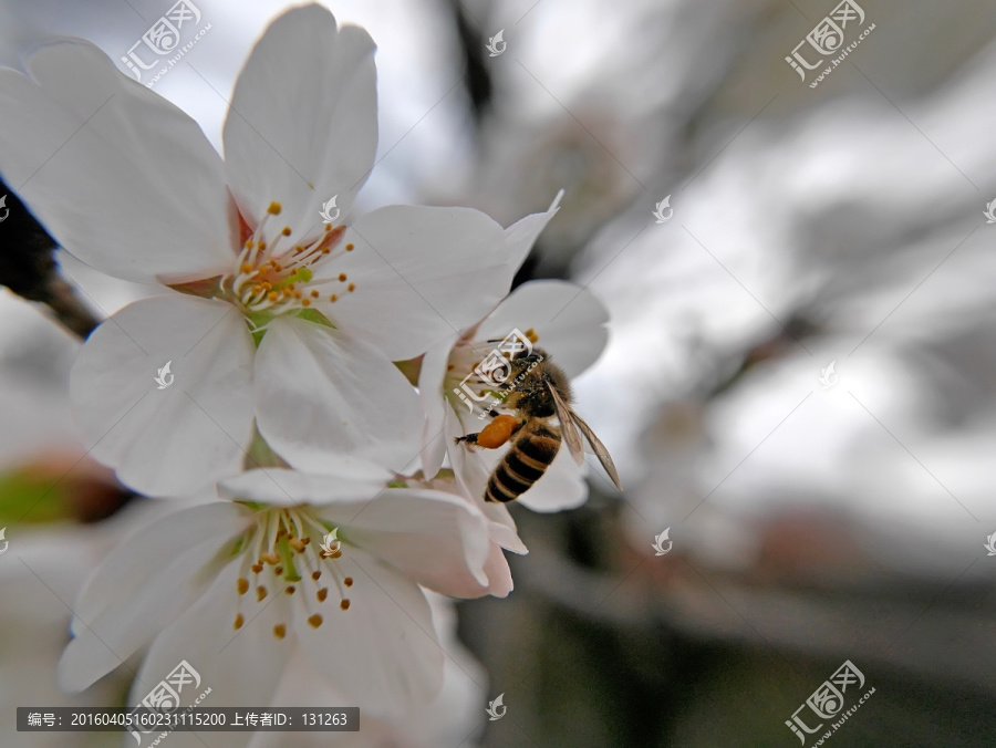 日本早樱花蕊和蜜蜂