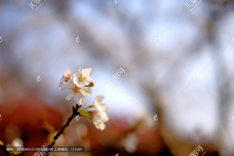 几朵白色东京樱花