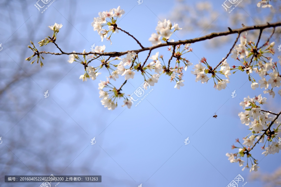 园艺植物东京樱花花枝