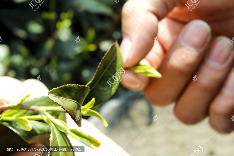 采茶,茶葉,茶園,茶場,茶樹