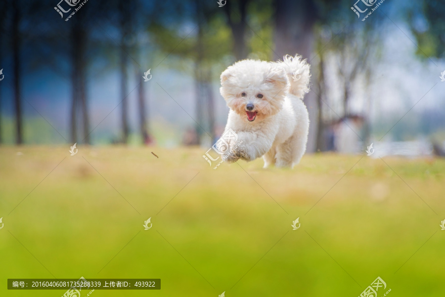 宠物犬,比熊,高清晰摄影