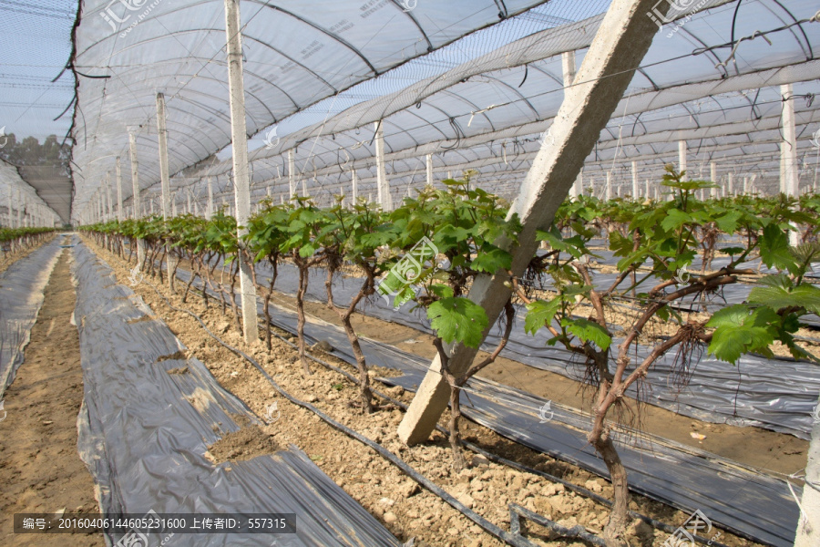 现代农业葡萄大棚种植
