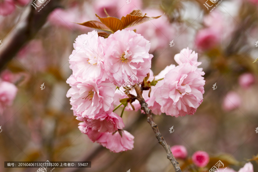 樱花,红叶樱花