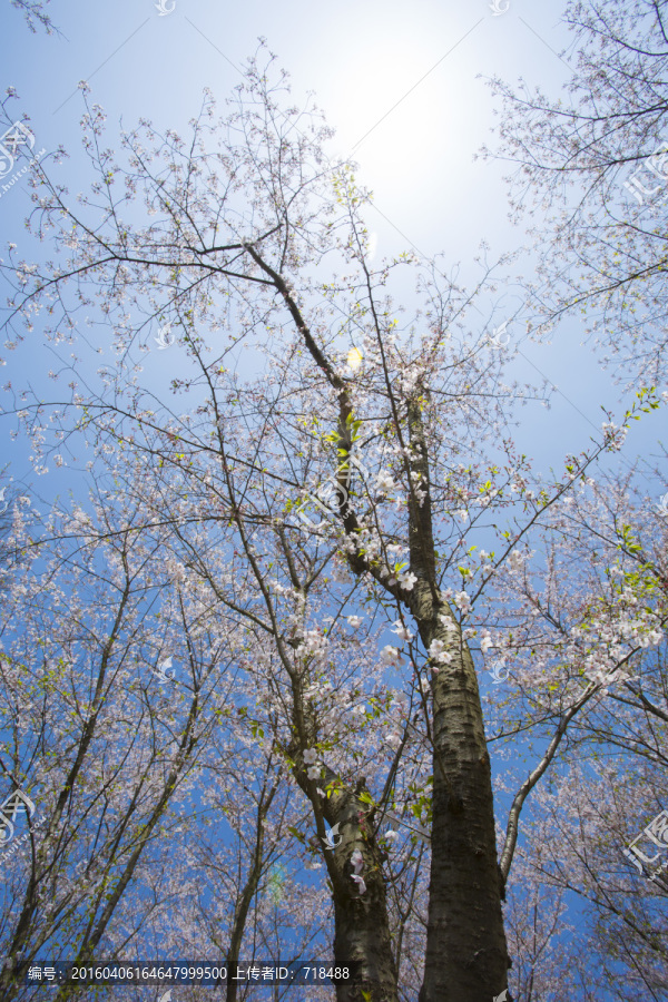 樱花树