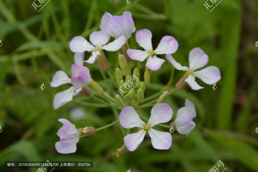 萝卜花