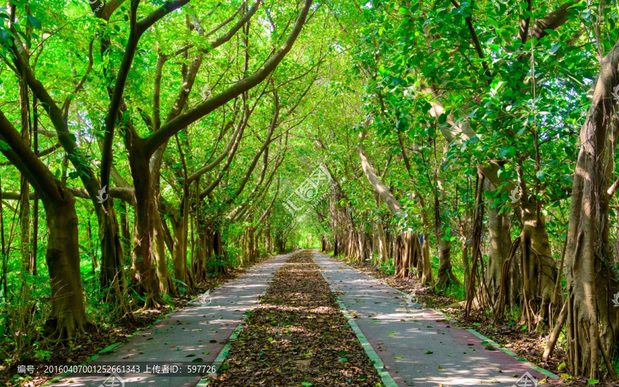 阳光森林小路