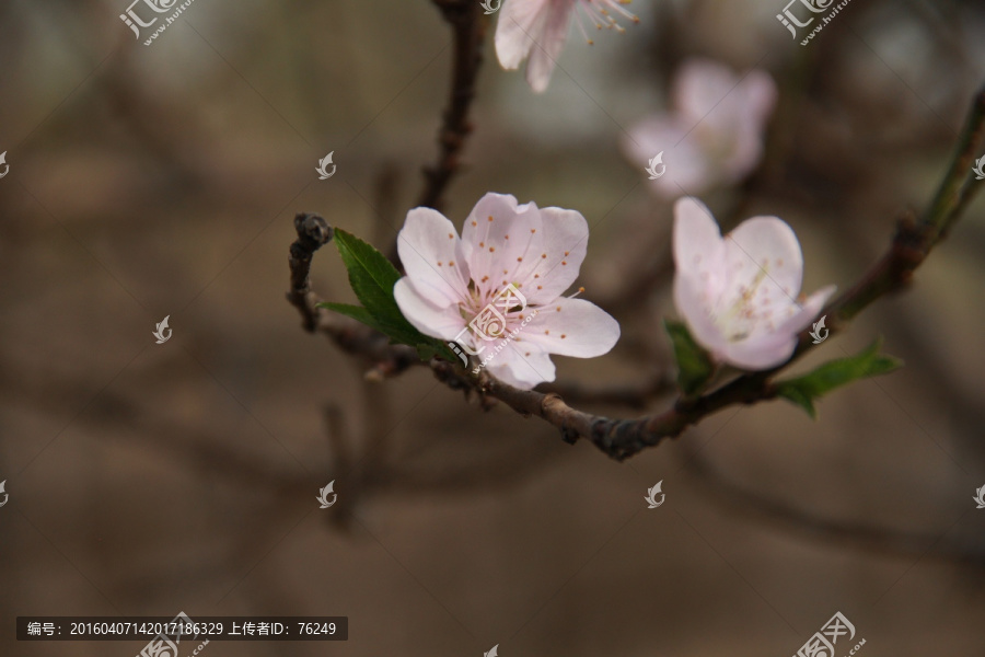 一枝桃花