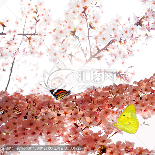 櫻花蝴蝶,背景素材,裝飾素材