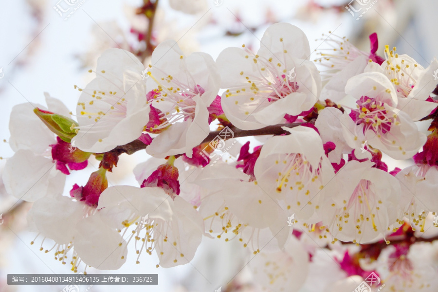 樱花,花朵特写