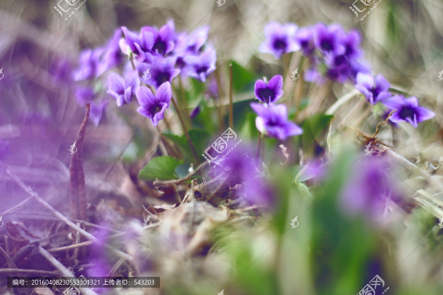 紫花地丁