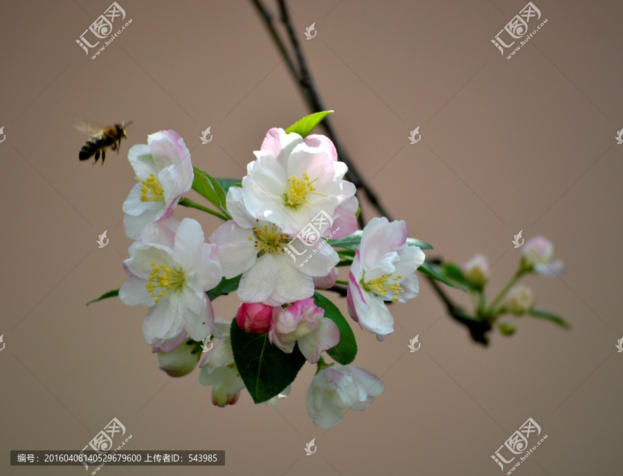 蜜蜂采花