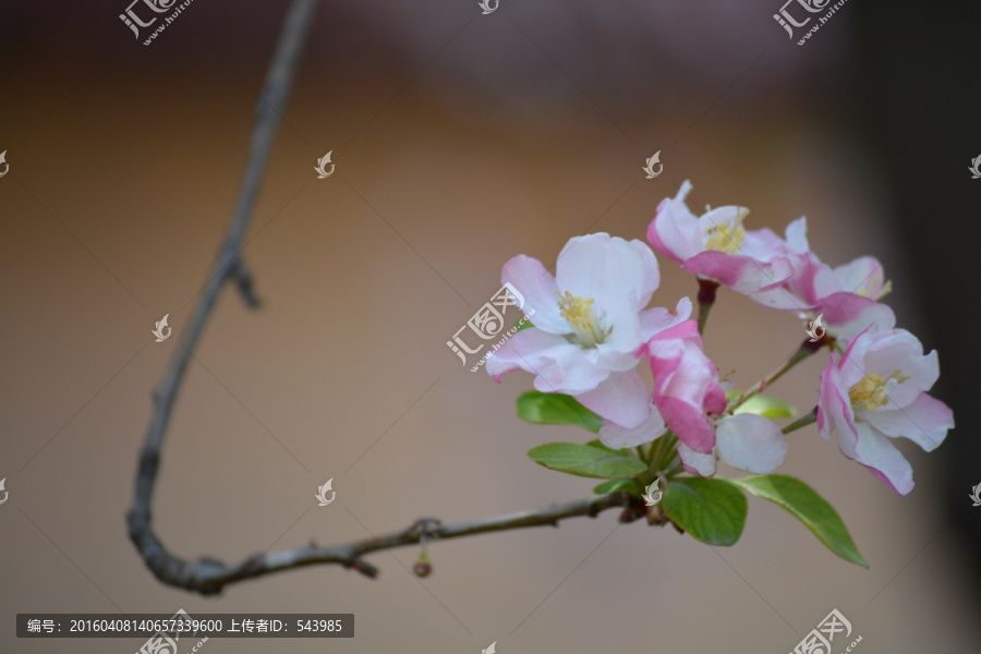 海棠花素材