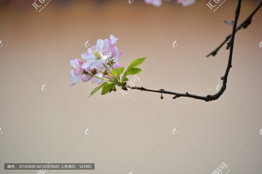 海棠花素材