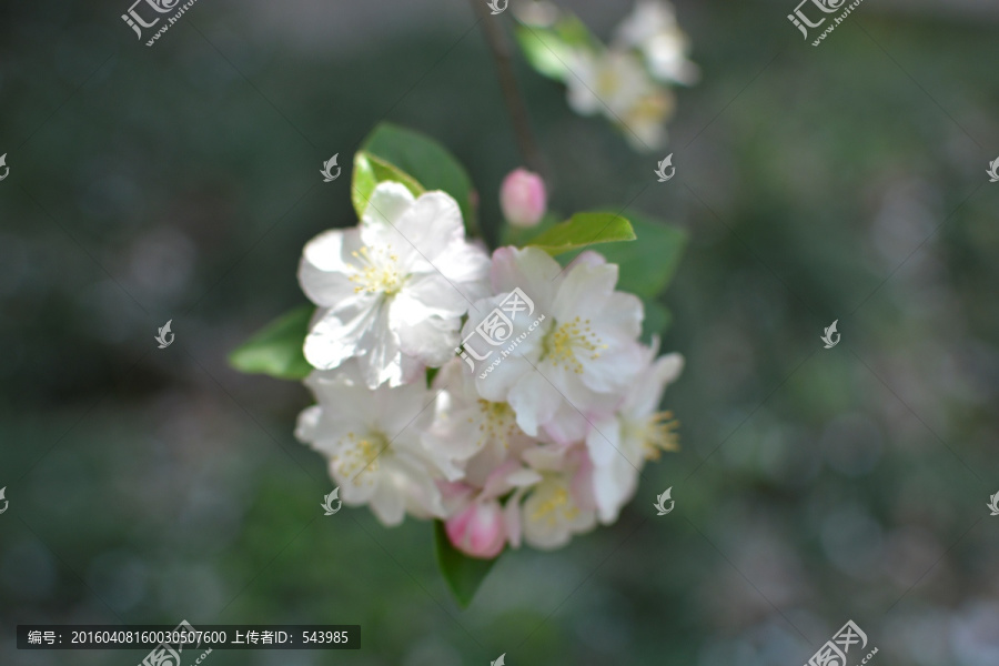 海棠花素材