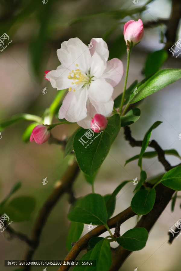 海棠花,西府海棠,清新花卉