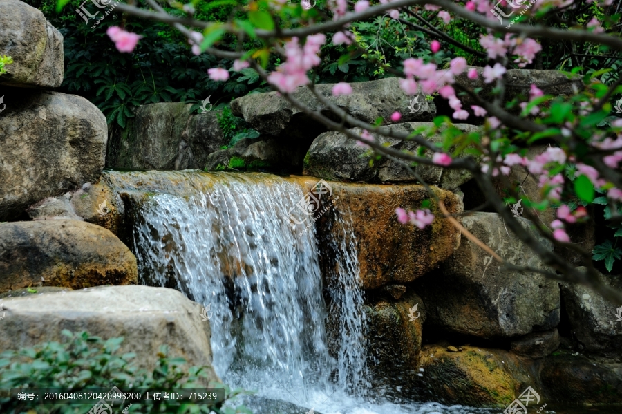 樱花丛中的山泉瀑布