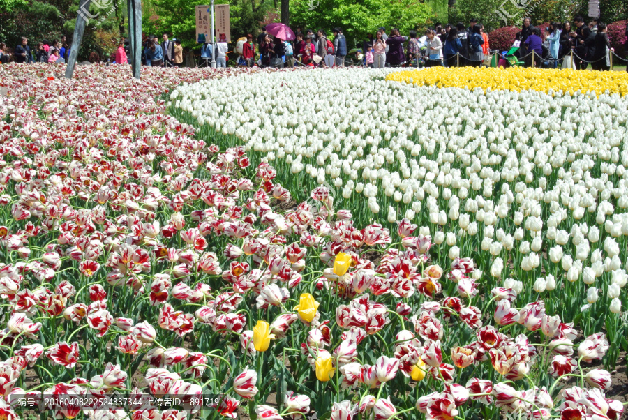 郁金香花展