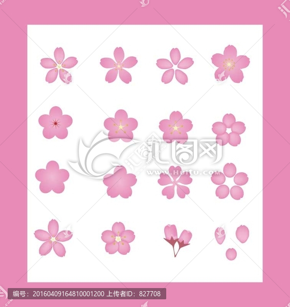 櫻花,花,花瓣,背景