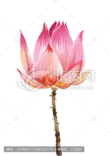 荷花