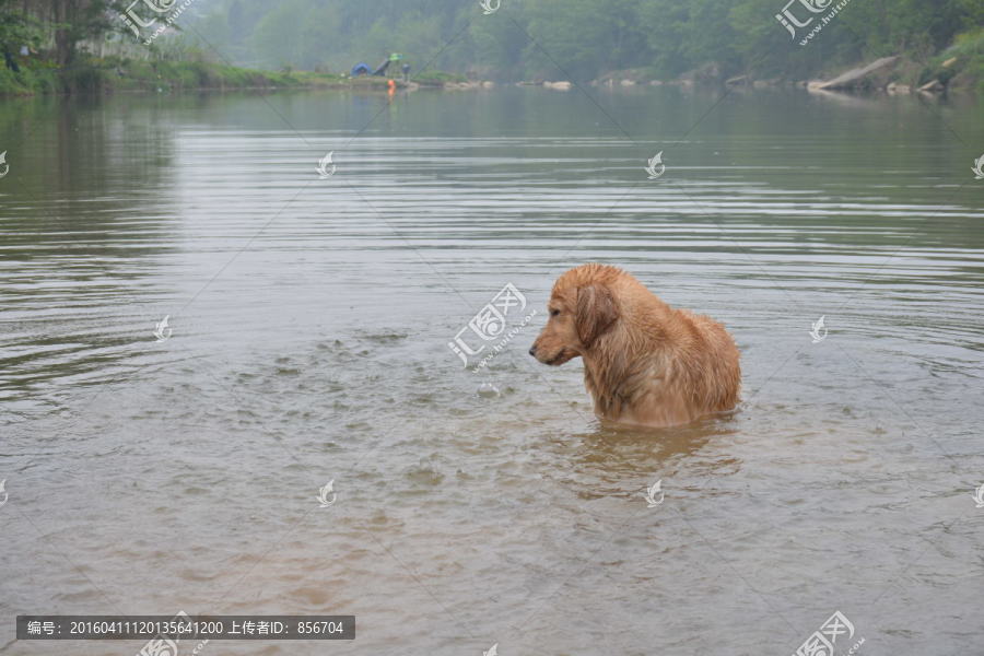 导盲犬游泳