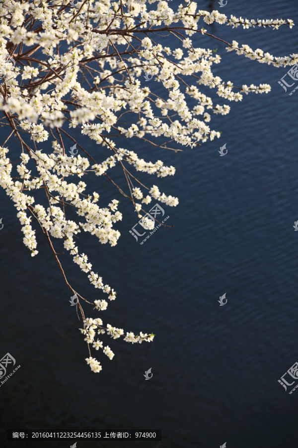 湖景桃花