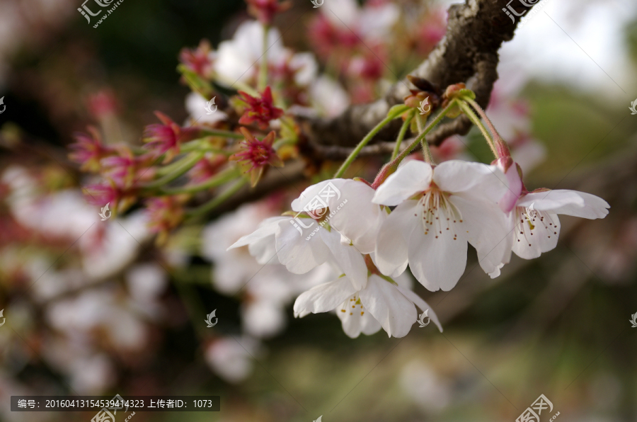 樱花