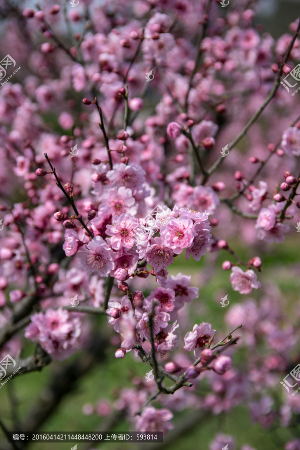 春天的花