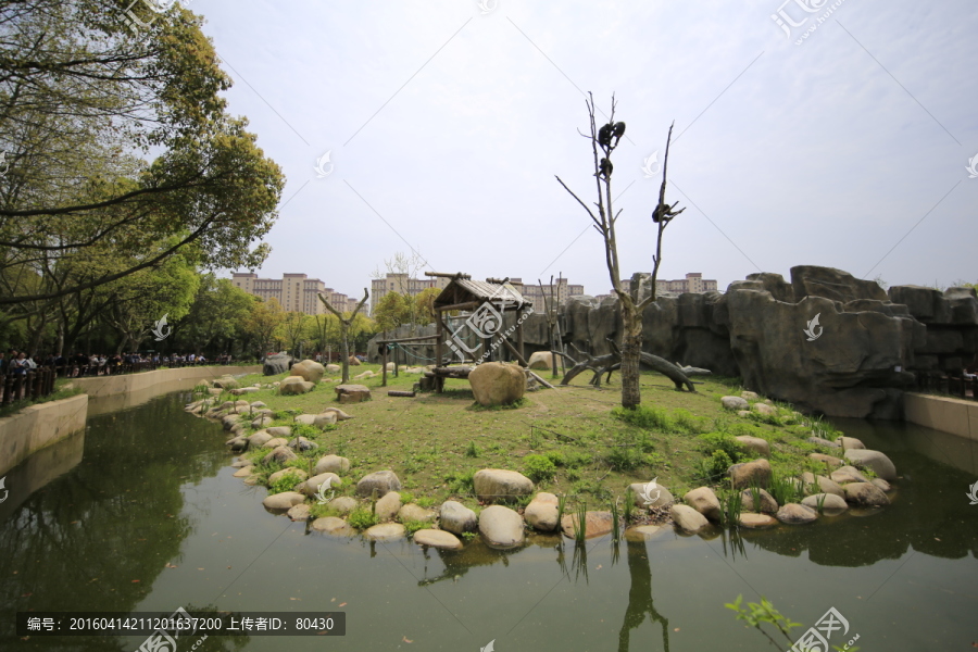 上海野生动物园猴子上树