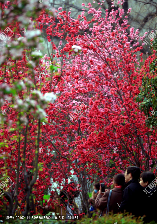 海棠花