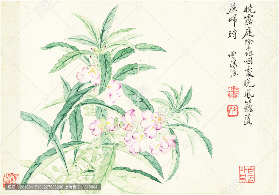 花草水墨國畫,惲南田高清掃描件