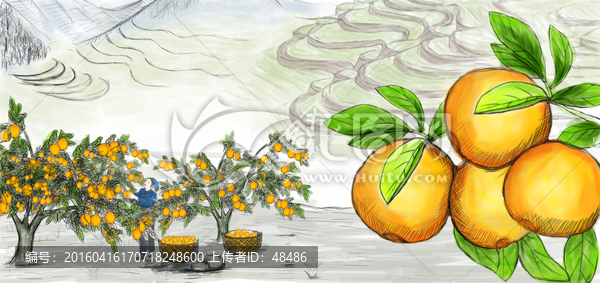 橙子果園圖