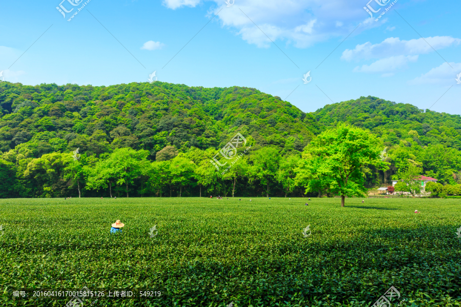 梅家坞茶山