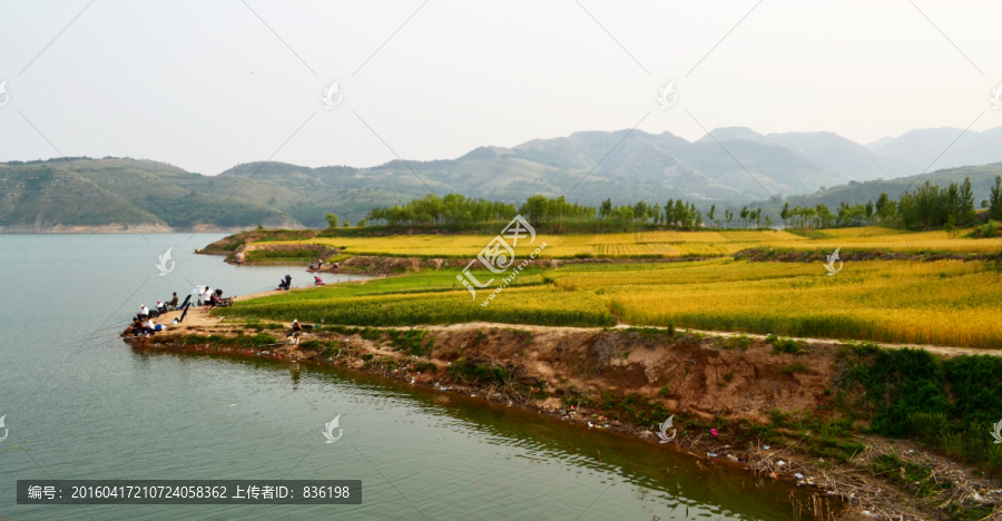 湖边的麦田