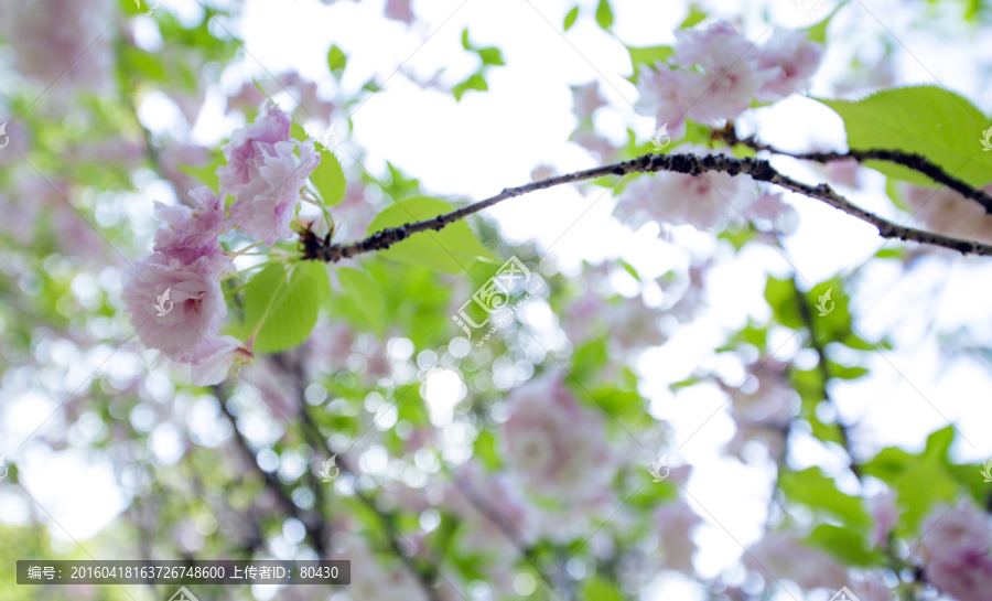 张江樱花树