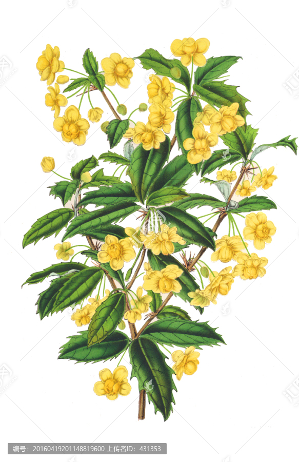 復(fù)古花朵